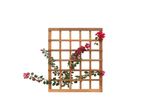 Trelica-Eucalipto-Stain-Jatoba-T780-Massol-