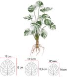 2342814-ARVORE-COSTELA-DE-ADAO-REAL-TOQUE-C-RAIZ-X12--VERDE-BRANCO--48cm-Amoedo