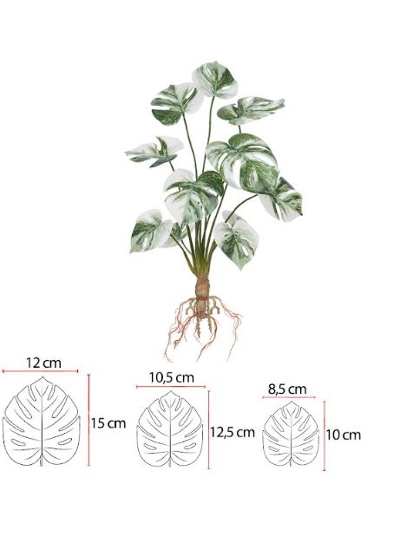 2342814-ARVORE-COSTELA-DE-ADAO-REAL-TOQUE-C-RAIZ-X12--VERDE-BRANCO--48cm-Amoedo