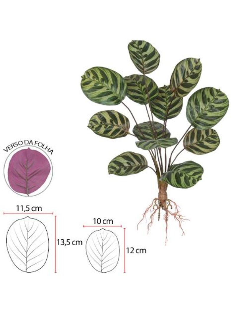 2342822-ARVORE-CALATHEA-REAL-TOQUE-CRAIZ-X12--VERDE-CREME--56cm--Amoedo