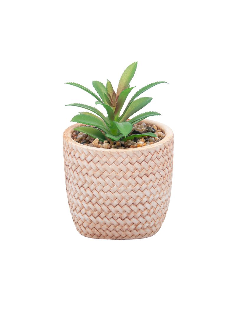 2359243-CACHEPOT-DE-CERAMICA-COM-SUCULENTA-TRANCADO-10X10X15CM-AMOEDO--1-