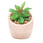 2359243-CACHEPOT-DE-CERAMICA-COM-SUCULENTA-TRANCADO-10X10X15CM-AMOEDO--3-