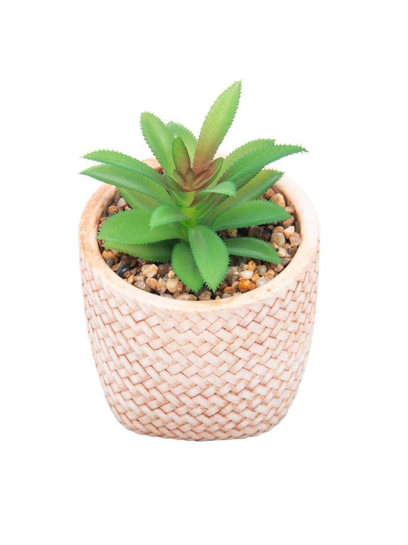 2359243-CACHEPOT-DE-CERAMICA-COM-SUCULENTA-TRANCADO-10X10X15CM-AMOEDO--3-