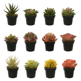 Arranjo Suculenta 15cm Sortido Flor Arte