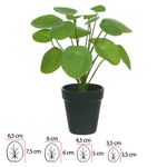 2362327-ARVORE-PILEA-REAL-TOQUE-COM-POTE-VERDE-30CM--AMOEDO.jpg