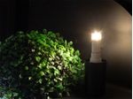 1717901-Lampada-Led-G9-25-3W-6500K-Taschibra---Amoedo